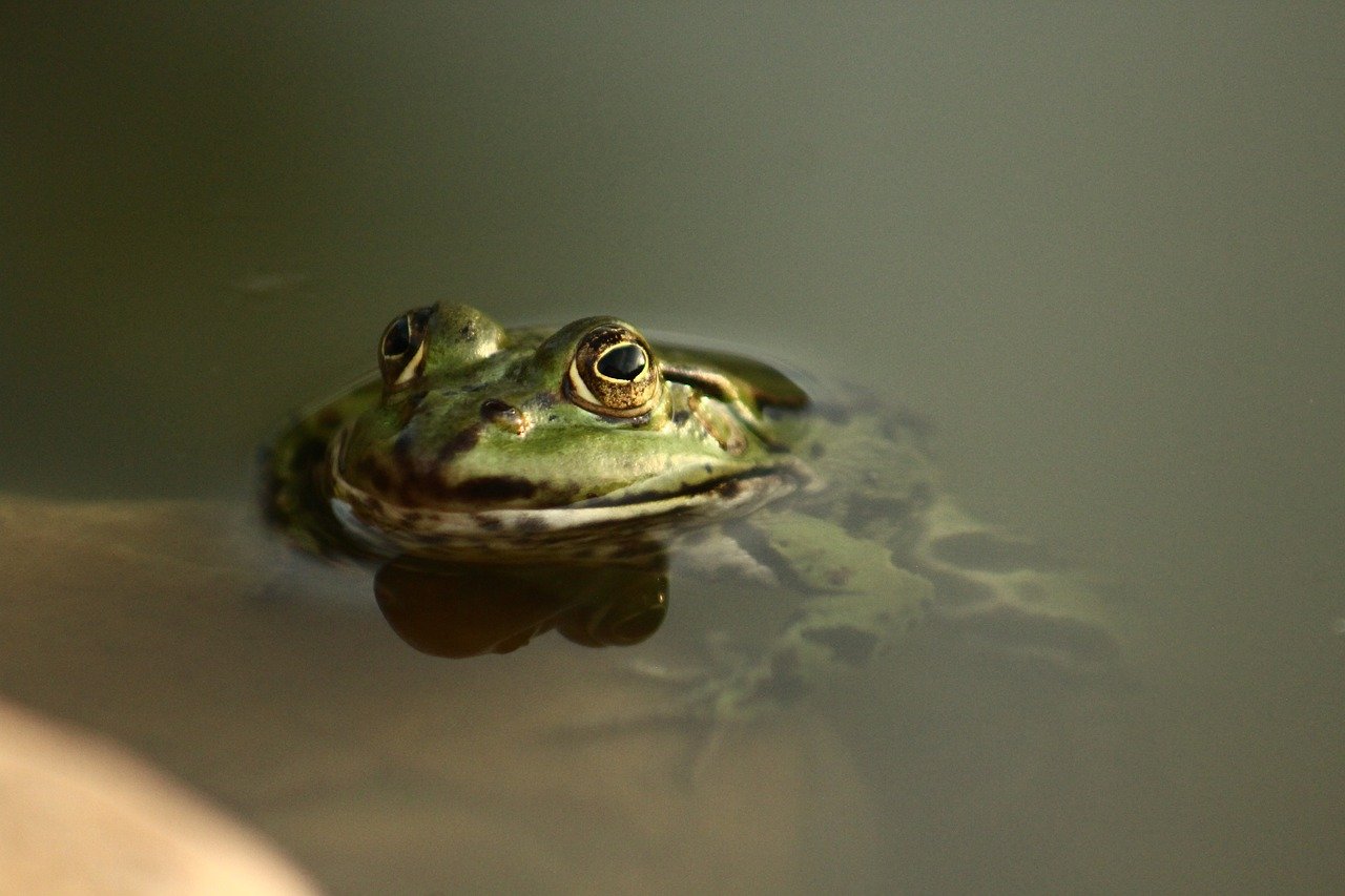 The Best Ways to Incorporate Water Features into Your Garden